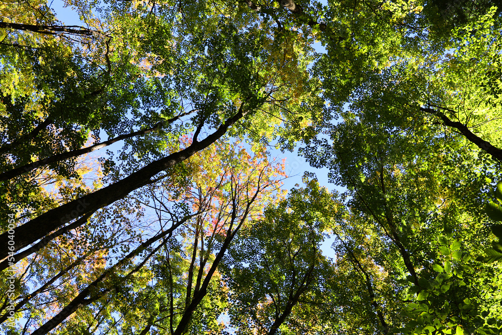 Obraz premium North america fall landscape trees from the bottom eastern townships Granby Quebec province Canada