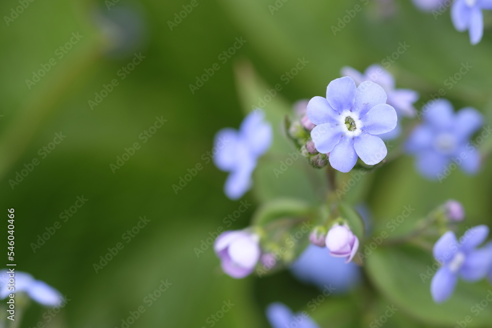 Blue small flowers on a green flower bed. Blue small flowers on a green flower bed.