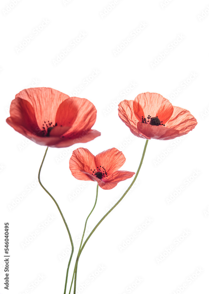 Obraz premium Bouquet of red poppies isolated on white background.