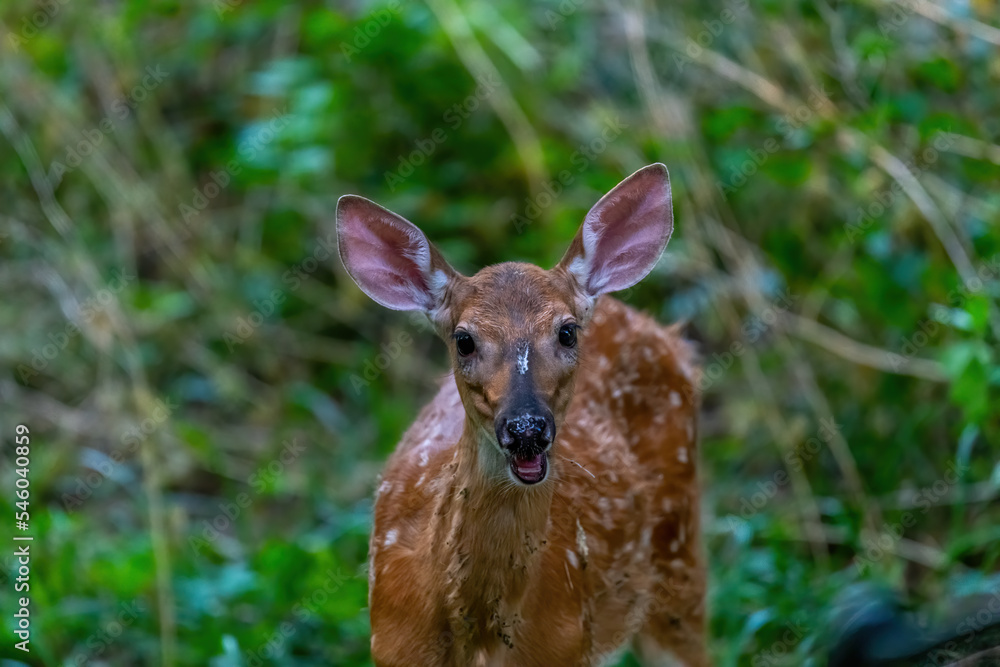 A white tailed deer (Odocoileus virginianus) fawn in a forest in Michigan. A white tailed deer (Odocoileus virginianus) fawn in a forest in Michigan.