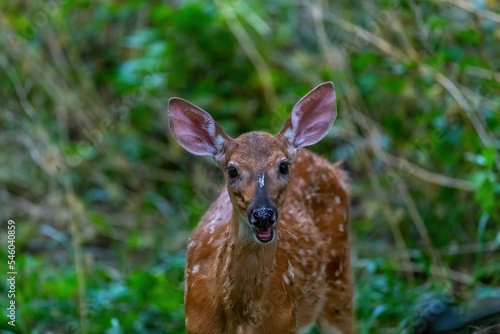A white tailed deer (Odocoileus virginianus) fawn in a forest in Michigan. 