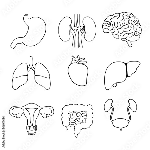 Human internal organs icon set. Stomach, kidney, brain, lungs, heart, liver, uterus, intestine, bladder. Vector illustration in ;ine art style isolated on white background. Outline design