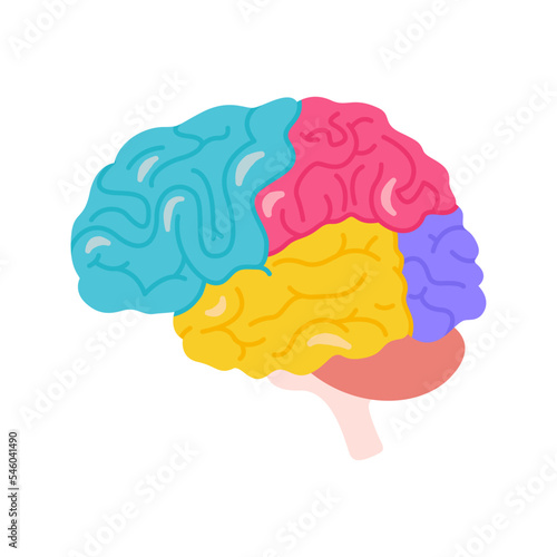 Structure of human brain schematic vector illustration. Medical science educational illustration