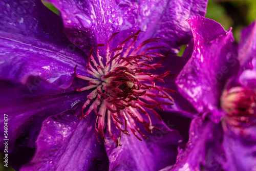 Clematis The President. Summer Flowering Deciduous Climbing Clematis Plant. Purple clematis flower is in bloom. It is a close-up photograph of purple clematis. Macro photography.