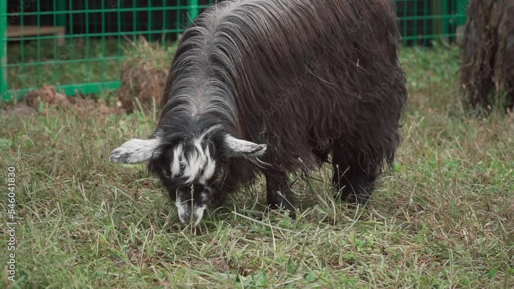 HD of the goats grazing in the zoo HD of the goats grazing in the zoo