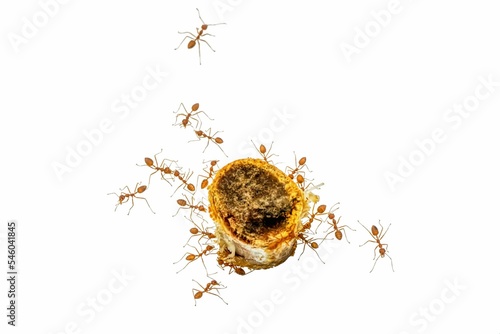 Group of red ants eating pork bone.isolated on white background