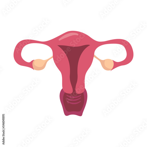 Human anatomy Female reproductive system, female reproductive organs. Organs location scheme uterus, cervix, ovary, fallopian tube icon. Vector illustration.