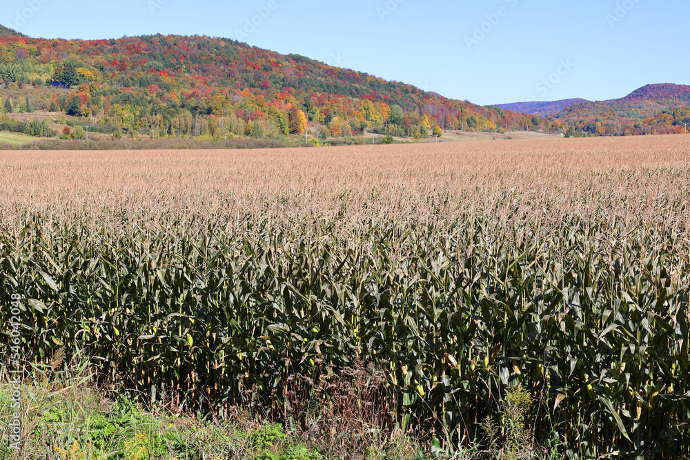 Corn field farm in fall season in Bromont Quebec Canada