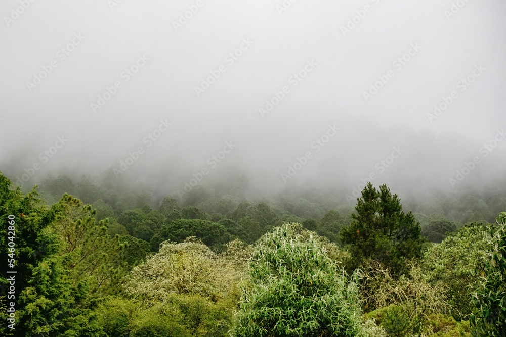 Field full of green trees with fog under a cloudy gray sky