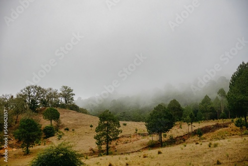 Field full of green trees with fog under a cloudy gray sky