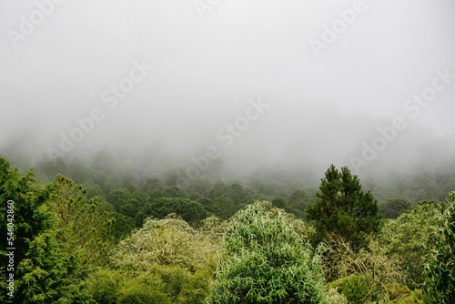Field full of green trees with fog under a cloudy gray sky © Juan José Alvarado Mendieta/Wirestock Creators