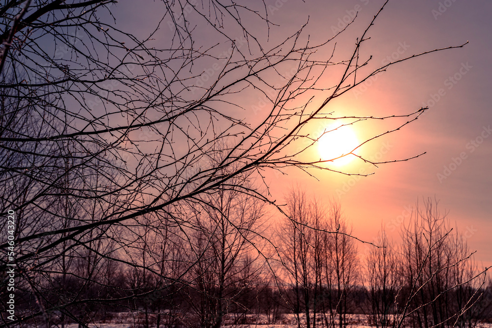 Obraz premium Birch branches in hoarfrost at winter sunny morning.