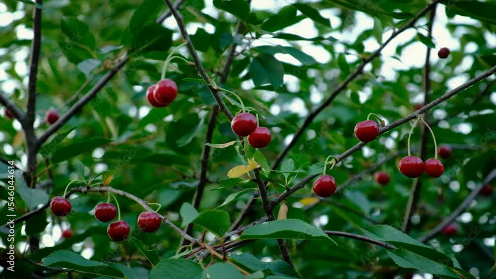 Cherries grow on a tree. Selective focus. Cherries grow on a tree. Selective focus.