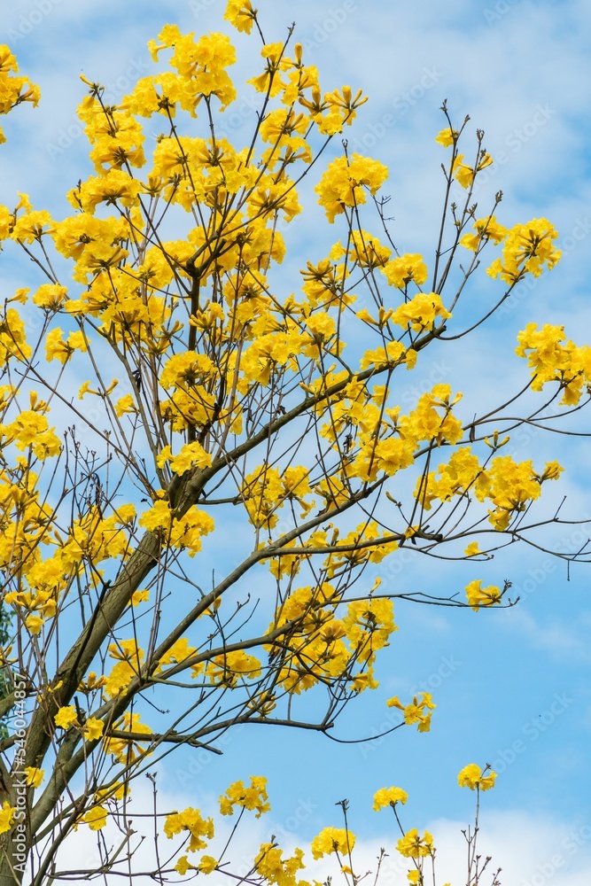 Yellow blooming flowers tree against blue cloudy sky Yellow blooming flowers tree against blue cloudy sky