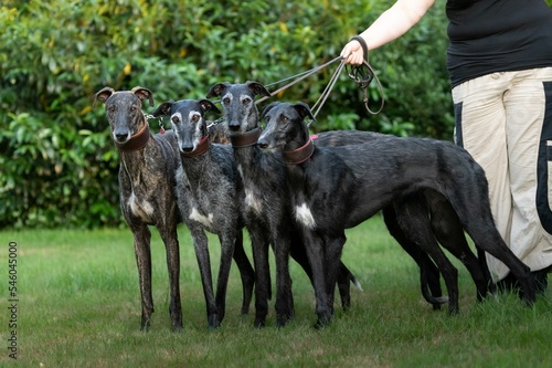Group of adorable Spanish Greyhound dogs on a leash in a park