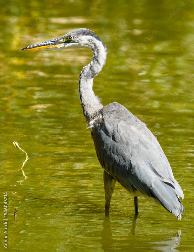 Obraz premium Vertical shot of a grey heron in the water