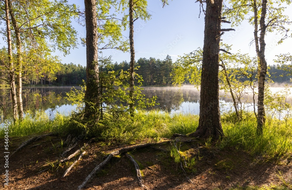 Fototapeta premium Nature landscape for hiking in Estonia