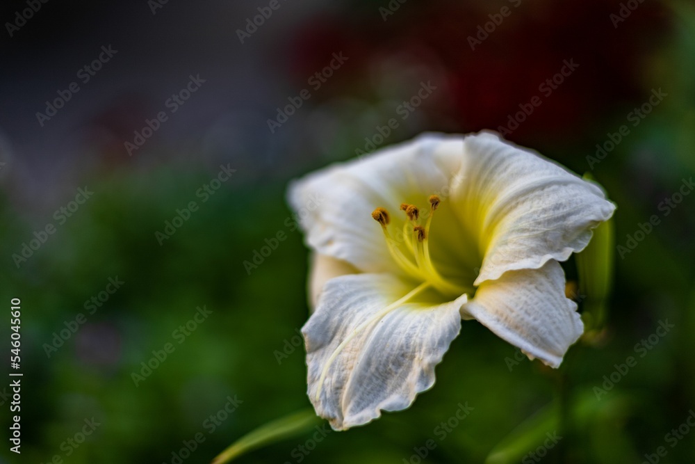 Closeup of a beautiful white Daylily flower in a garden Closeup of a beautiful white Daylily flower in a garden