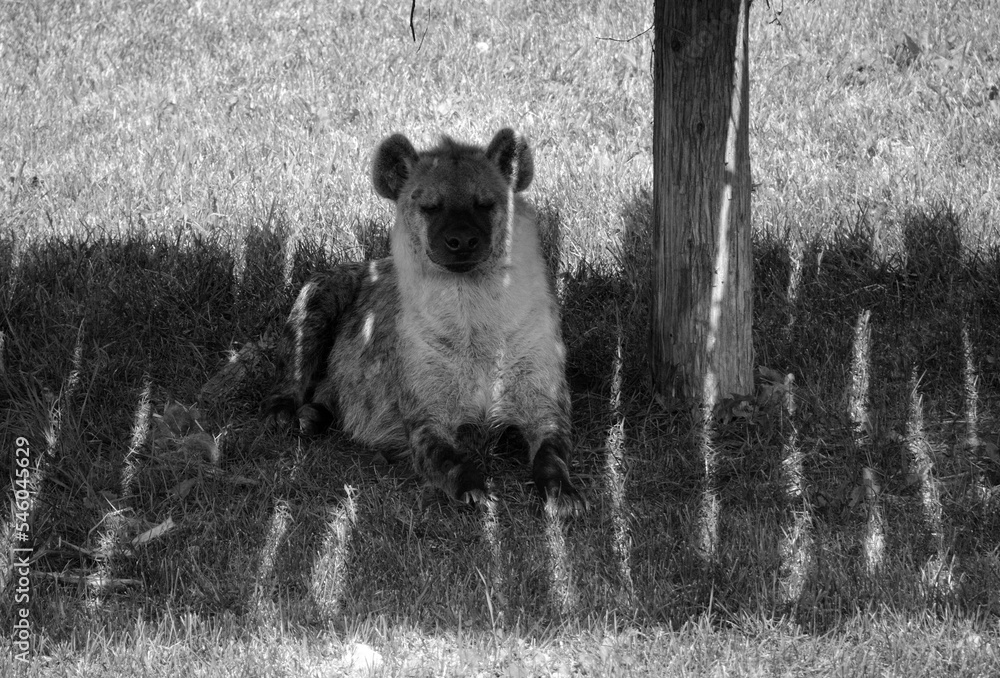 Spotted hyena (Crocuta crocuta), also known as the laughing hyena,is a