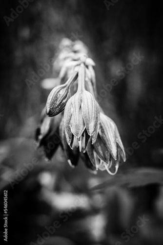 Vertical grayscale of beautiful flowers in a garden © Angele Hintz/Wirestock Creators