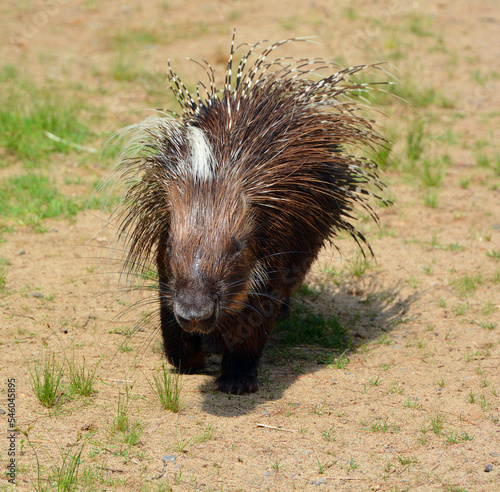 The crested porcupine (Hystrix cristata), also known as the African crested porcupine, is a species of rodent in the family Hystricidae native to Italy, North Africa and sub-Saharan Africa photo