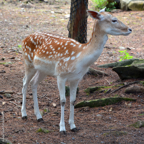 Fototapeta Naklejka Na Ścianę i Meble -  The fallow deer (Dama dama) is a ruminant mammal belonging to the family Cervidae. This common species is native to western Eurasia,