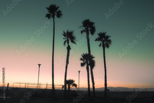 Beautiful view of tall palm trees on a beach during sunset © Giancarlo Guerra/Wirestock Creators