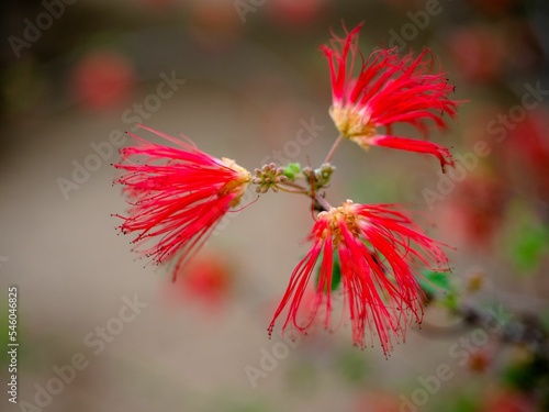 Shallow focus of red Baja fairy duster growing on a green branch photo