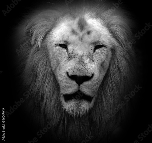 Fototapeta Naklejka Na Ścianę i Meble -  The white lion is occasionally found in wildlife reserves in South Africa and is a rare color mutation of the Kruger subspecies of lion (Panthera leo krugeri).