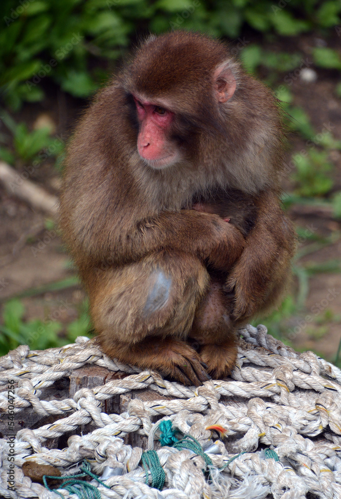 Fototapeta premium Japanese macaque Macaca fuscata, also known as the snow monkey, is a terrestrial Old World monkey species that is native to Japan.