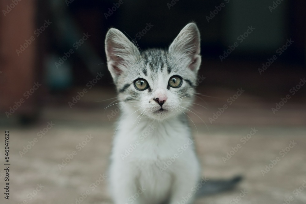 A white-gray kitten sits at the threshold of the house. The kitten sits at the house and looks ahead.