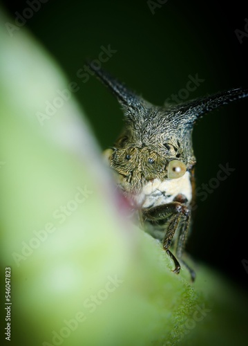 Close up of a Centrotus cornutus treehopper on a plant and blurred background photo