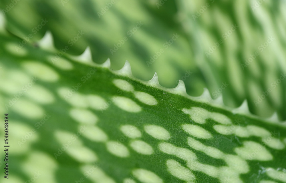Closeup Amazing Spotted Pattern of Aloe Vera Var. Chinensis Leaf Closeup Amazing Spotted Pattern of Aloe Vera Var. Chinensis Leaf