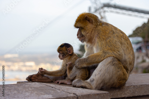 Mother and Baby Monkey, Barbary macaque at Rock of Gibraltar, UK. City and Sea in Background. © edb3_16