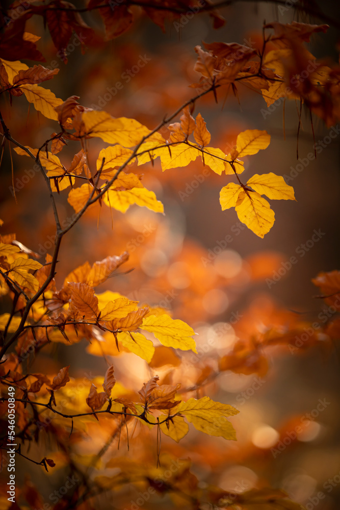 Pomarańczowe i żółte liście na drzewie buka. Jesienne kolorowe listki w porannym świetle. Rozmyte tło.	 - obrazy, fototapety, plakaty 