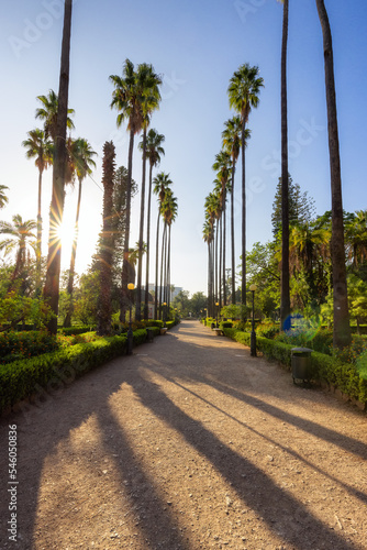 Path with vibrant green trees in city park, Villa Giulia. Palermo, Sicily, Italy.
