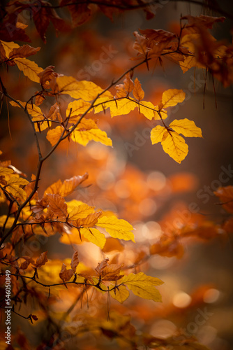 Pomarańczowe i żółte liście na drzewie buka. Jesienne kolorowe listki w porannym świetle. Rozmyte tło. 