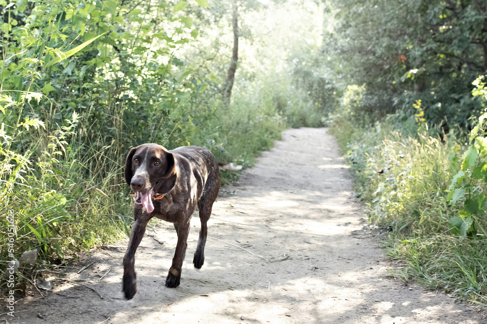 A young hunting dog of the Kurz-Haar breed runs along a forest path in the park. summer time vacation