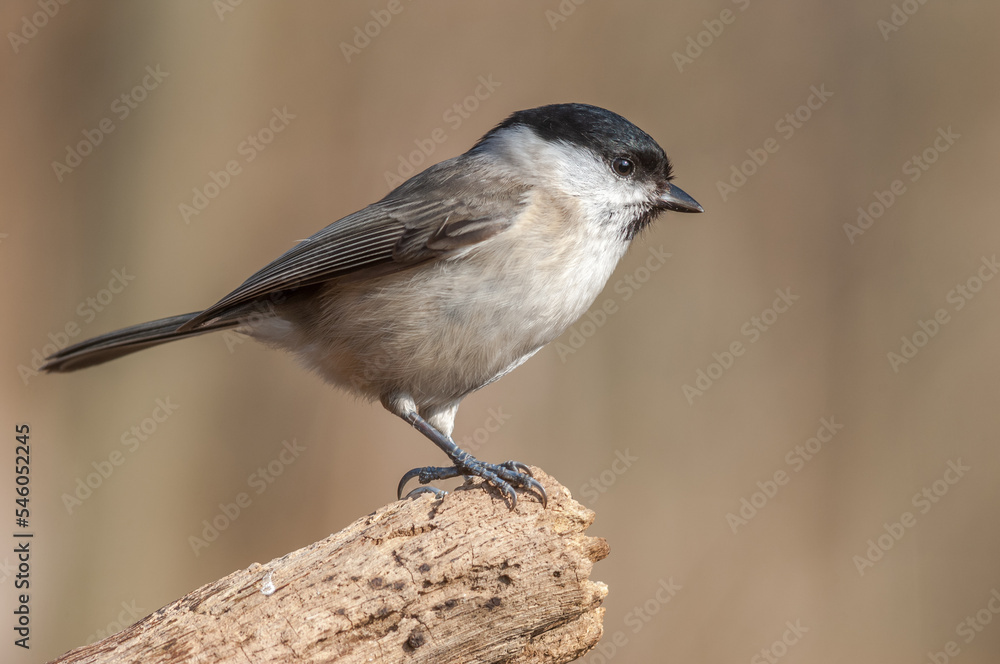Marsh Tit (Poecile palustris) resting in the forest in winter. Marsh Tit (Poecile palustris) resting in the forest in winter.