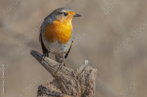 European Robin (Erithacus rubecula) resting in the forest in winter.