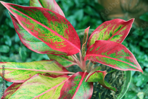 Closeup of Potted Red Aglaonema or Aglaonema Siam Aurora Plant in the Garden