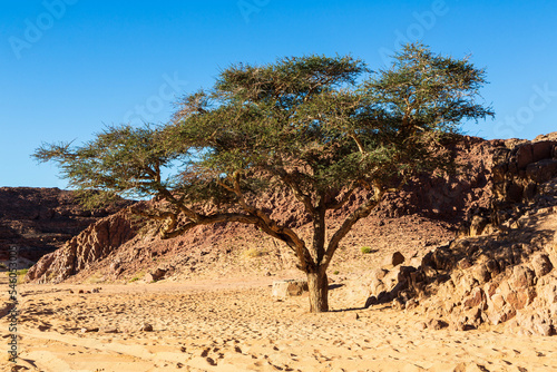 Big tree in the desert and rocky limestone mountains around. Sinai desert, Sinai peninsula, Egypt