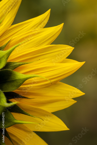 sunflower flowers in a field on a sunny day