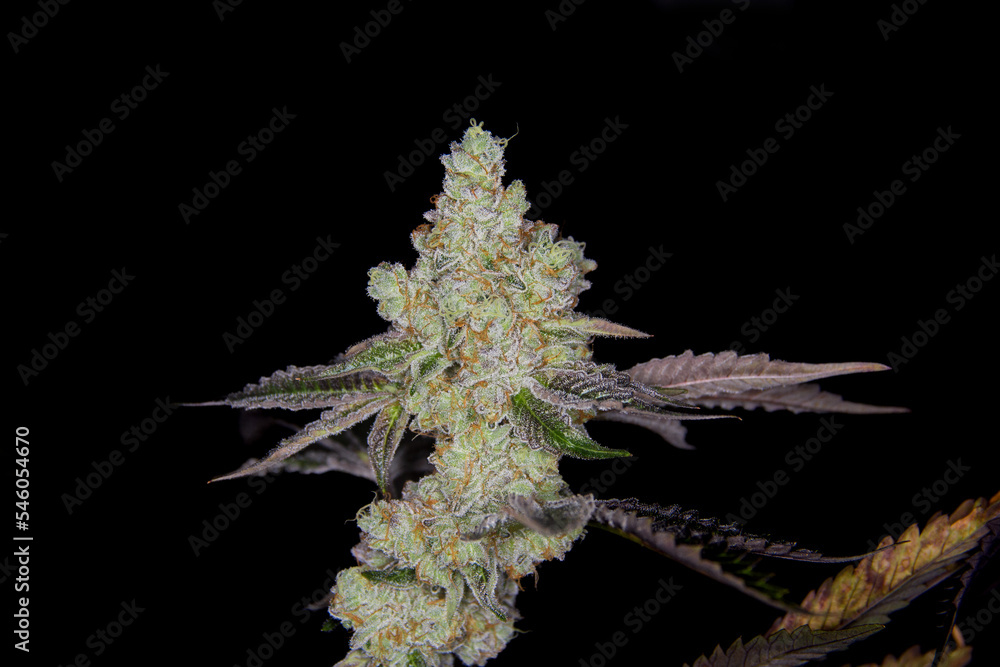 Ταπετσαρία Indoor marijuana flower THC hybrid, indica, sativa.