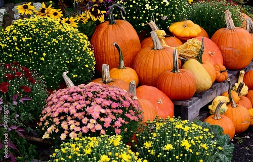 Autumn plants at  display and ripe pumpkins in the garden, Halloween decor