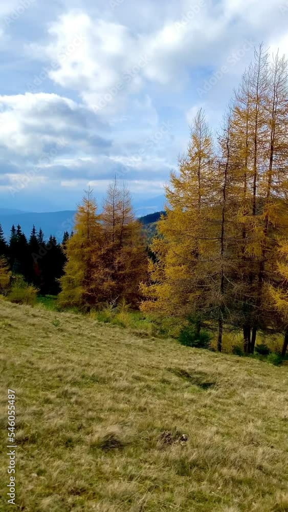 landscape panorama girl looks at the autumn forest in the mountains transition yellow trees Larix decidua pines grass vacation vacation journey trekking hiking beauty of nature Carpathians in Ukraine landscape panorama girl looks at the autumn forest in the mountains transition yellow trees Larix decidua pines grass vacation vacation journey trekking hiking beauty of nature Carpathians in Ukraine