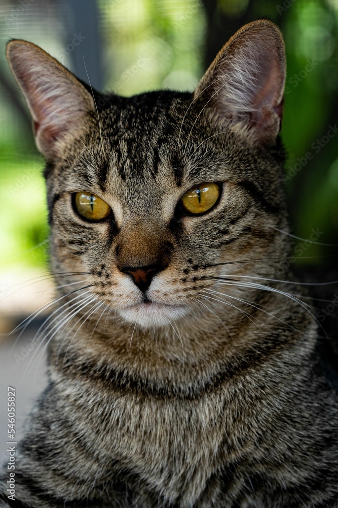 Vertical closeup view of an adorable Tabby cat