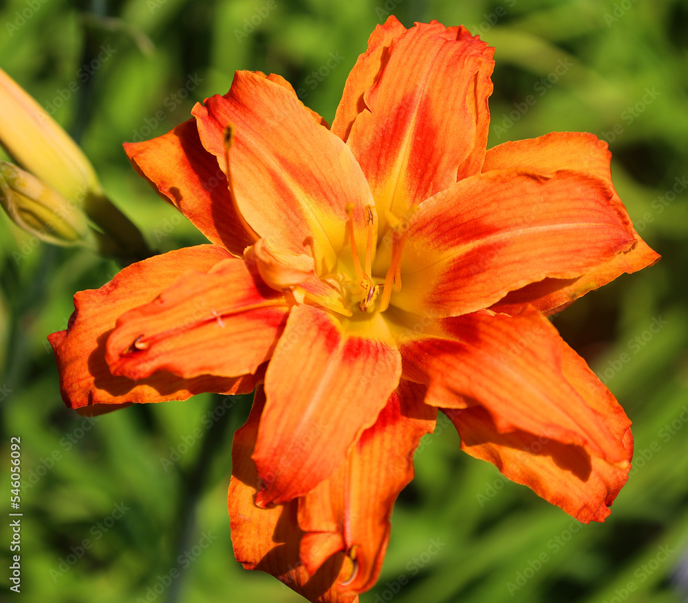 Amaryllis is the only genus in the subtribe Amaryllidinae (tribe Amaryllideae). It is a small genus of flowering bulbs, with two species. Amaryllis is the only genus in the subtribe Amaryllidinae (tribe Amaryllideae). It is a small genus of flowering bulbs, with two species.