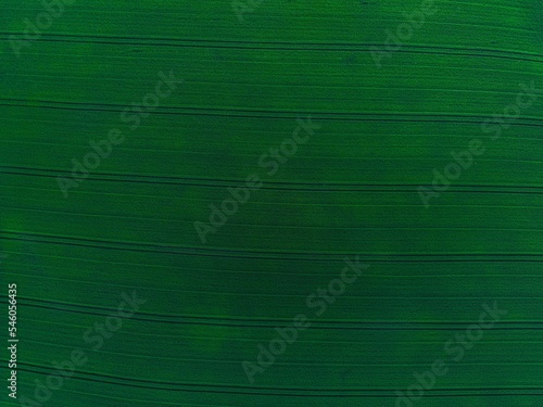 Aerial view of the green field texture