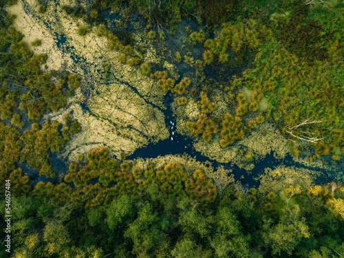 Aerial view of a wetland with green vegetation.